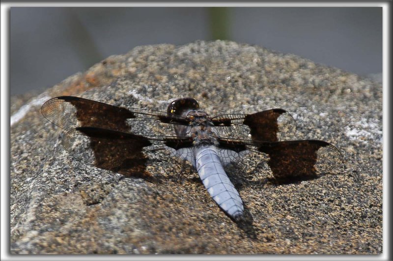 Libellule PLATHEMIS LYDIA, mle adulte     _HP_1136