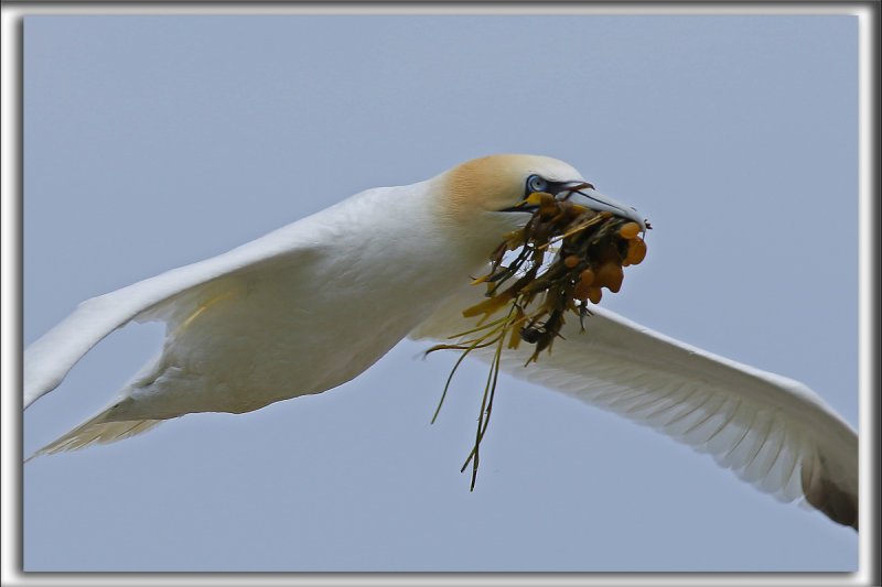 FOU DE BASSAN    /     NORTHERN GANNET    _HP_3613