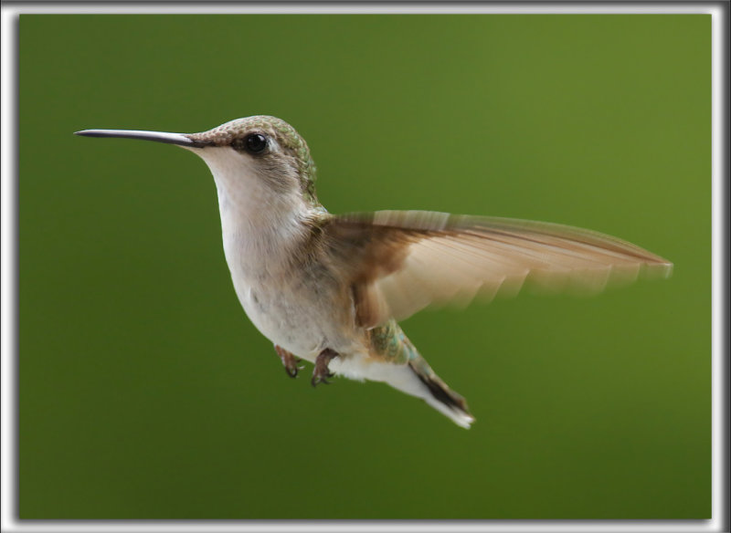 COLIBRI  GORGE RUBIS, femelle    /   RUBY-THROATED HUMMINGBIRD, female    _HP_4342