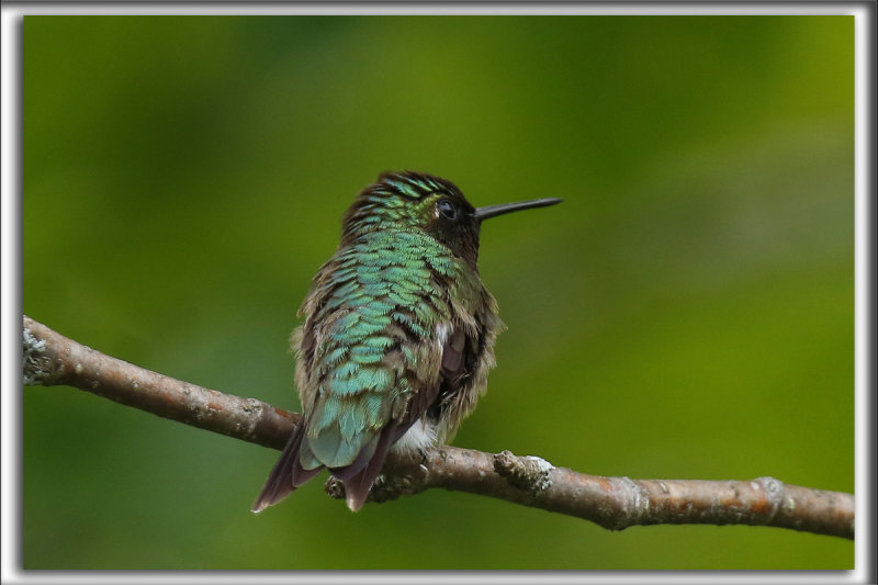 COLIBRI  GORGE RUBIS, mle    /   RUBY-THROATED HUMMINGBIRD, male    _HP_4534