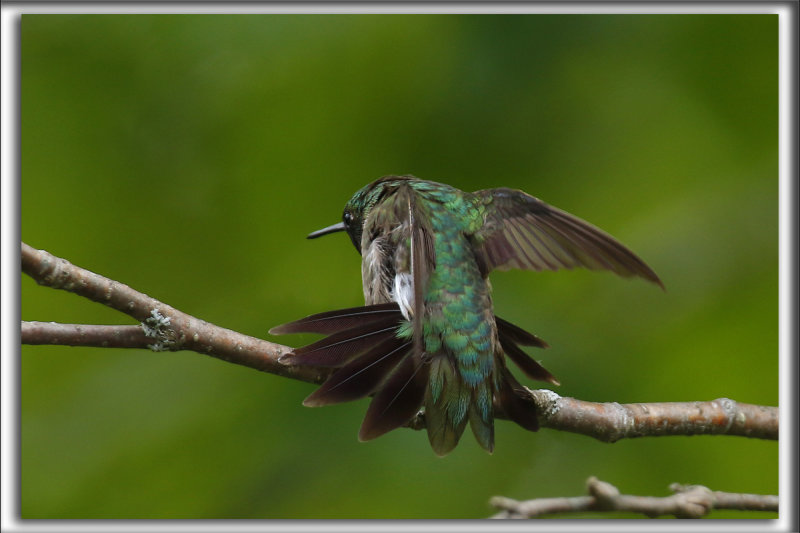 COLIBRI  GORGE RUBIS, mle    /   RUBY-THROATED HUMMINGBIRD, male    _HP_4617