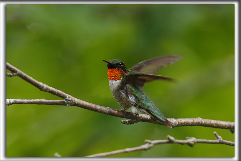 COLIBRI  GORGE RUBIS, mle    /   RUBY-THROATED HUMMINGBIRD, male    _HP_4624