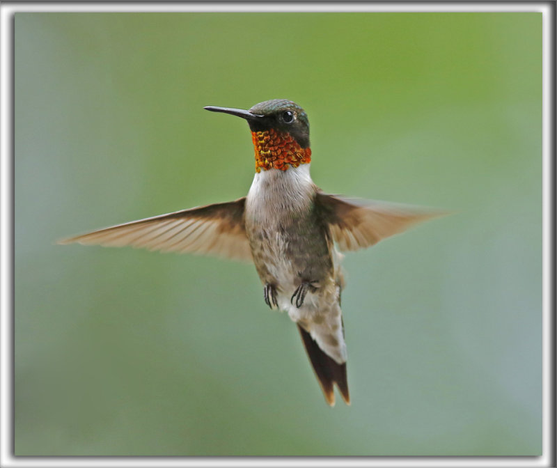 COLIBRI  GORGE RUBIS, mle    /   RUBY-THROATED HUMMINGBIRD, male    _HP_5016