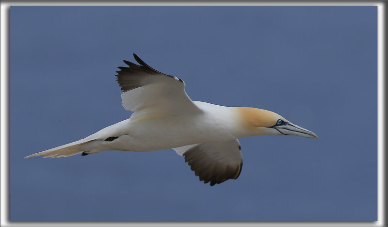 FOU DE BASSAN    /     NORTHERN GANNET    _HP_3253