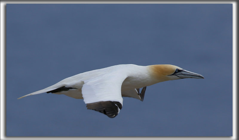 FOU DE BASSAN    /     NORTHERN GANNET    _HP_3223