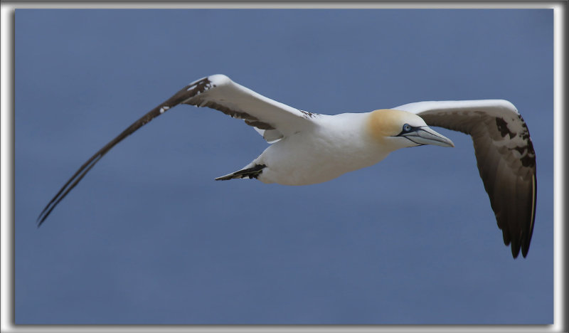 FOU DE BASSAN    /     NORTHERN GANNET    _HP_3181