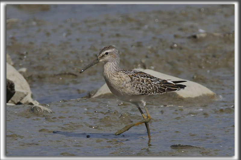 BCASSEAU  CHASSES   /   STILT SANDPIPER   _HP_0003