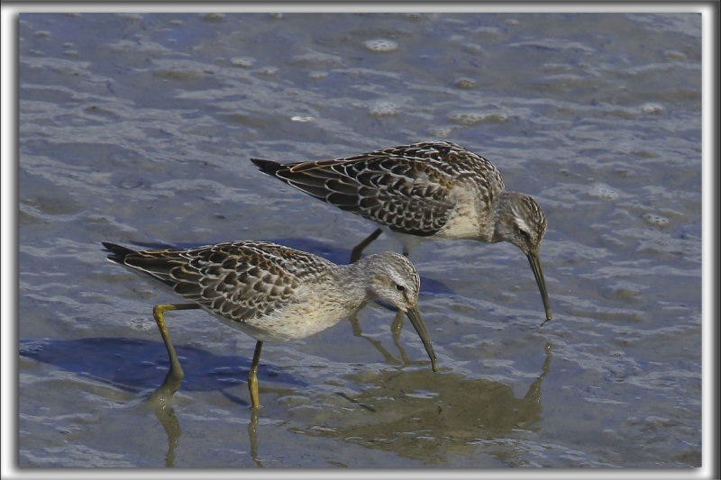 BCASSEAU  CHASSES   /   STILT SANDPIPER   _HP_8831