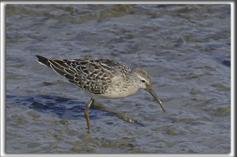 BCASSEAU  CHASSES   /   STILT SANDPIPER   _HP_8881