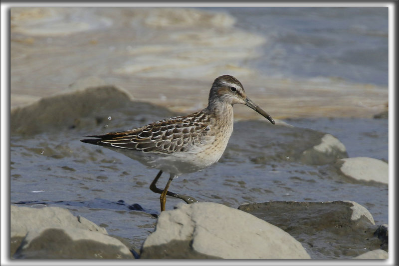 BCASSEAU  CHASSES   /   STILT SANDPIPER   _HP_9725