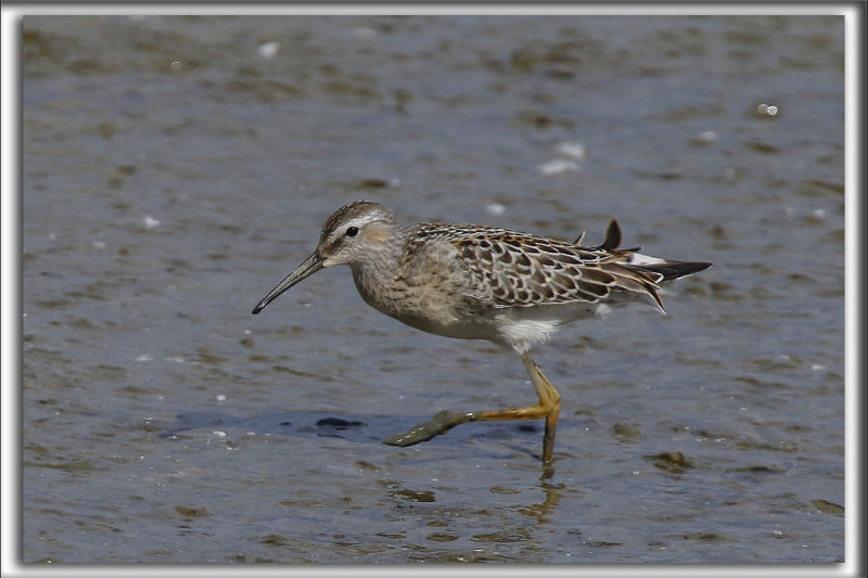 BCASSEAU  CHASSES   /   STILT SANDPIPER   _HP_9936