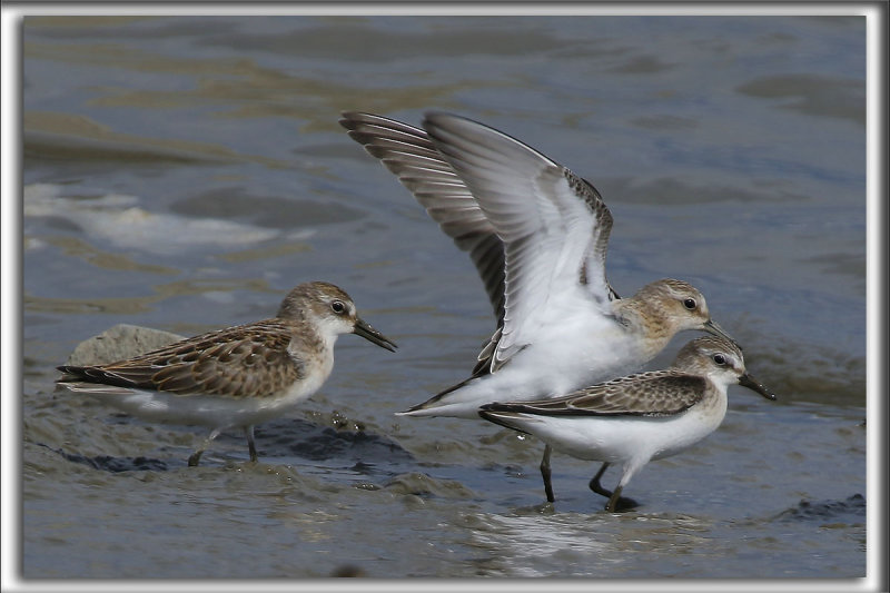 BCASSEAU SEMIPALM   /   SEMIPALMATED SANDPIPER    _HP_0268