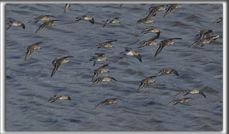 BCASSEAU SEMIPALM   /   SEMIPALMATED SANDPIPER    _HP_9279