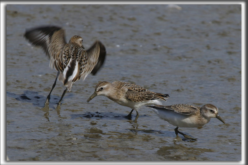 BCASSEAU SEMIPALM   /   SEMIPALMATED SANDPIPER    _HP_9799