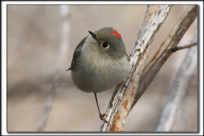 ROITELET  COURONNE RUBIS, mle   /   RUBY-CROWNED  KINGLET, male    _HP_9695_a_a