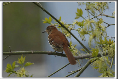 MOQUEUR ROUX   /   BROWN THRASHER    _HP_1005_a_a