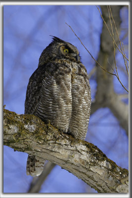 GRAND-DUC D'AMRIQUE    /   GREAT HORNED OWL   _HP_9548_