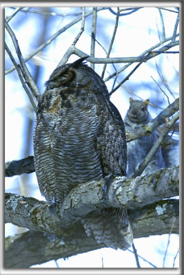 The cat and the Mouse orThe owl and the Squirel -  GRAND-DUC D'AMRIQUE    /   GREAT HORNED OWL   _HP_9493_