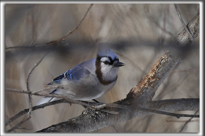 GEAI BLEU  /  BLUE JAY      _HP_9561_