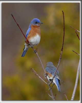 MERLE BLEU DE L'EST, le couple   /   EASTERN BLUEBIRD   _HP_1832