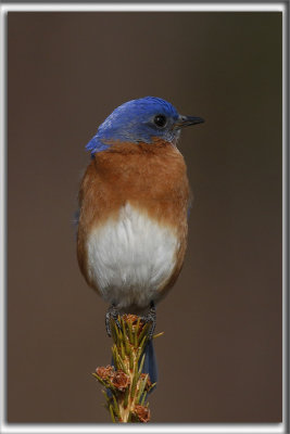 MERLE BLEU DE L'EST  /   EASTERN BLUEBIRD   _HP_1668