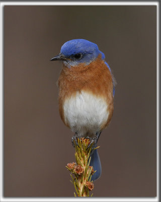 MERLE BLEU DE L'EST  /   EASTERN BLUEBIRD   _HP_1704