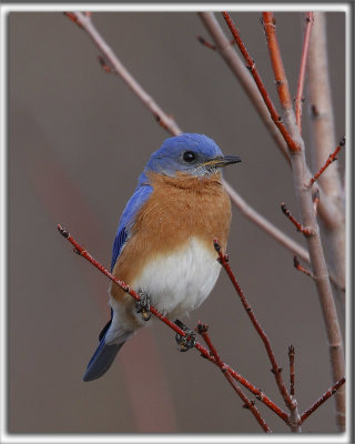 MERLE BLEU DE L'EST  /   EASTERN BLUEBIRD   _HP_1740