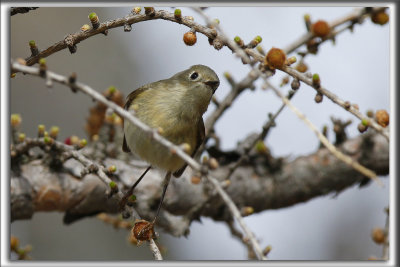 ROITELET  COURONNE RUBIS   /   RUBY-CROWNED  KINGLET    _HP_2133