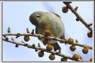 ROITELET  COURONNE RUBIS, mle   /   RUBY-CROWNED  KINGLET, male     _HP_2109