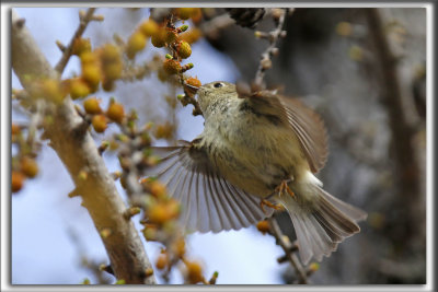 ROITELET  COURONNE RUBIS   /   RUBY-CROWNED  KINGLET    _HP_2093