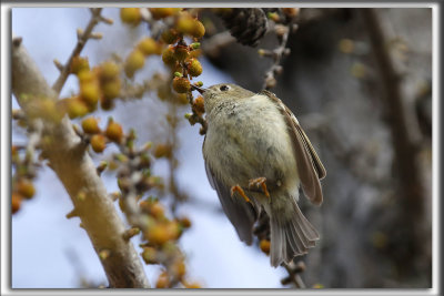 ROITELET  COURONNE RUBIS   /   RUBY-CROWNED  KINGLET    _HP_2092