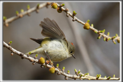 _HP_2078   ROITELET  COURONNE RUBIS   /   RUBY-CROWNED  KINGLET    