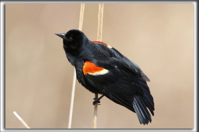 CAROUGE  PAULETTES, mle  /  RED-WINGED BLACKBIRD, male    _HP_2795