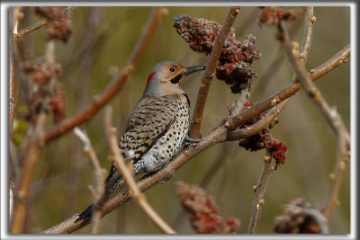 PIC FLAMBOYANT, mle   /  NORTHERN FLICKER, male      _HP_2787