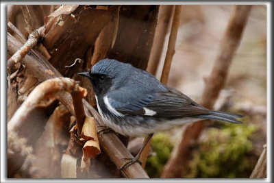 PARULINE BLEUE, mle  /  BLACK-THROATED BLUE WARBLER, male    _HP_2745