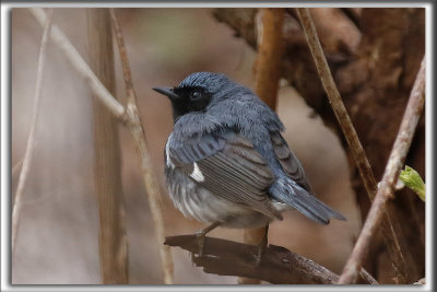 PARULINE BLEUE   /   BLACK-THROATED BLUE WARBLER