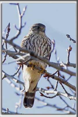 FAUCON MERILLON   /   MERLIN     _HP_1383