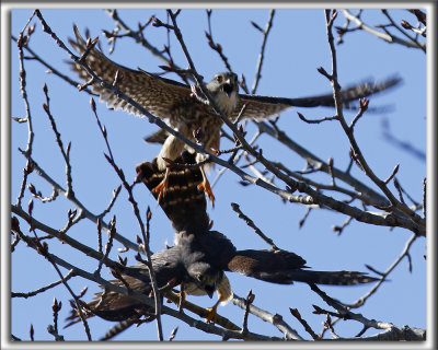 FAUCON MERILLON   /   MERLIN    _HP_1364