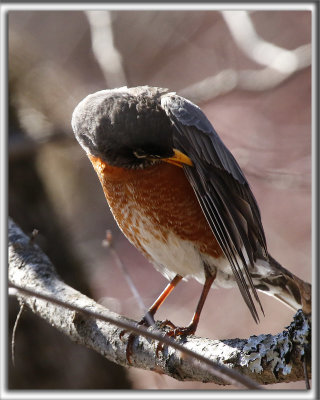 MERLE D'AMRIQUE   /   AMERICAN ROBIN   _HP_2015