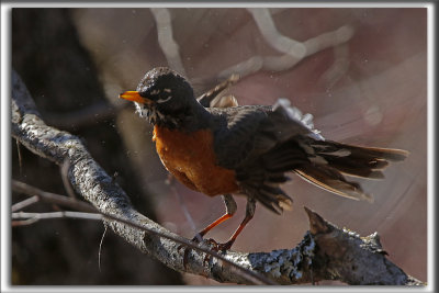 MERLE D'AMRIQUE / ROBIN