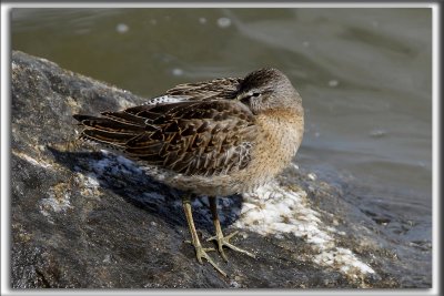 BCASSIN ROUX   /   SHORT-BILLED DOWITCHER    _HP_4271_a