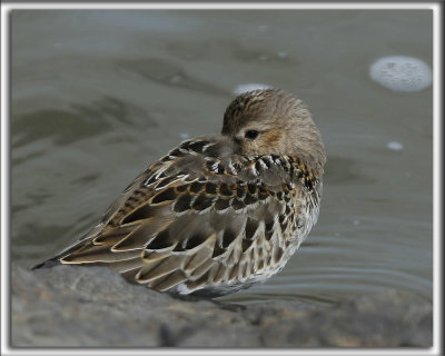 BCASSEAU VARIABLE  /  DUNLIN   _HP_4270_a