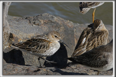 BCASSEAU VARIABLE  /  DUNLIN    _HP_4030_a