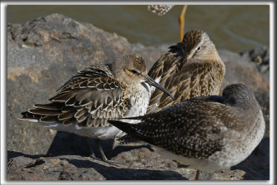 BCASSEAU VARIABLE  /  DUNLIN    _HP_4048_a