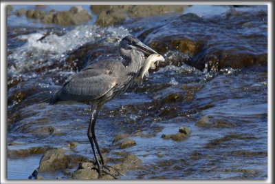 GRAND HRON BLEU  -   GREAT BLUE HERON     _HP_5986_a