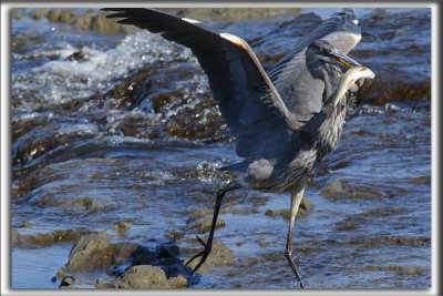 GRAND HRON BLEU  -   GREAT BLUE HERON     _HP_5994_a