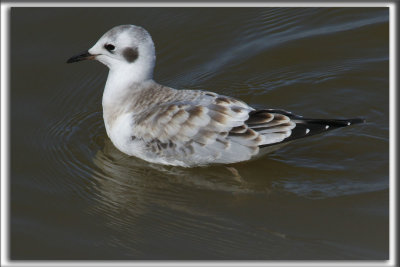 MOUETTE DE BONAPARTE   /   BONAPARTE'S GULL    _HP_6103_a