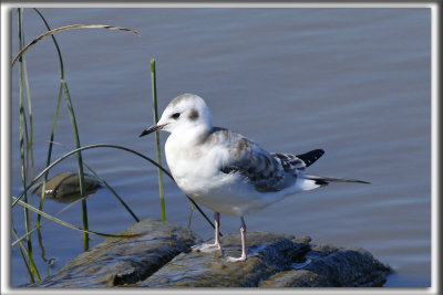 MOUETTE DE BONAPARTE   /   BONAPARTE'S GULL    _HP_6116_a