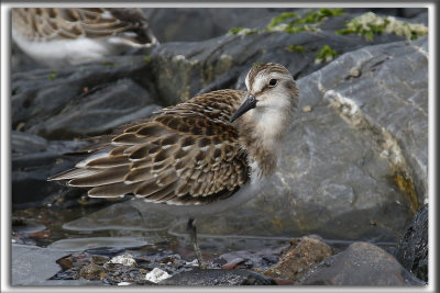 BCASSEAU SEMIPALM   /   SEMIPALMATED SANDPIPER    _HP_5141_a