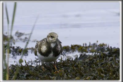 TOURNEPIERRE  COLLIER, automne    /    RUDDY TURNSTONE, autumn   _HP_5029_a